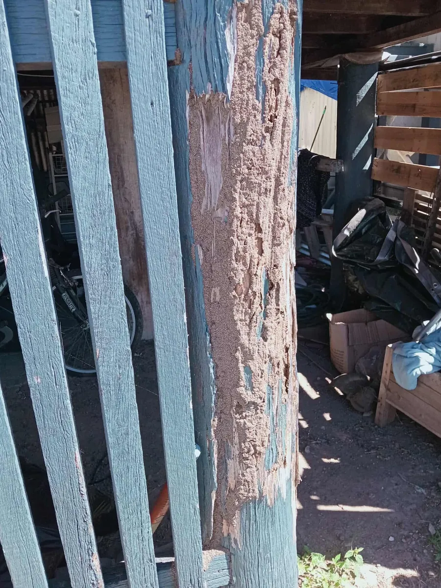 A painted timber post under a house, its surface broken open to reveal termite workings and packed frass beneath the paint